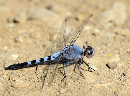 Orthetrum taeniolatum